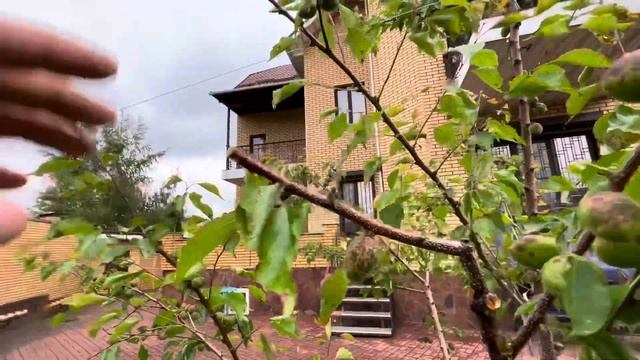 ЧЕМ ОПРЫСКИВАТЬ???ЗАБОЛЕЛ АБРИКОС ТРИУМФ СЕВЕРНЫЙ смотреть онлайн