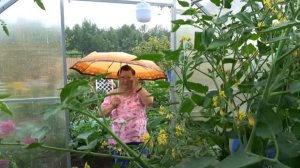 6 соток 16 июля 2024 года. Хроника.