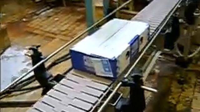 Цепной конвейер и рольганг на молзаводе