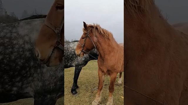 ЖЕРЕБЕЦ ЗЕВС /ПРОДАЖА ЛОШАДЕЙ /ЖЕРЕБЯТ смотреть онлайн