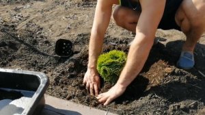 Туя Западная Даника или нет !!?? Продолжаем сажать !!!