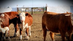 Лучшие мясные породы быков основные особенности и показатели продуктивности