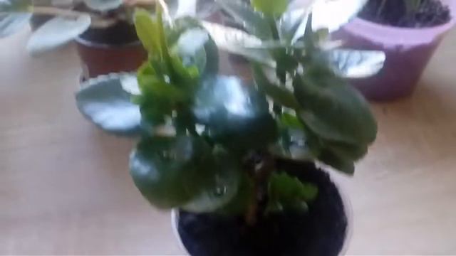 Мини-обзорчик и пересадка растений/mini-reviewer and transplanting plants! 😏 смотреть онлайн