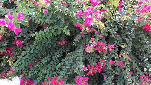 Необыкновенный Кипр ...Протарас... смотреть онлайн