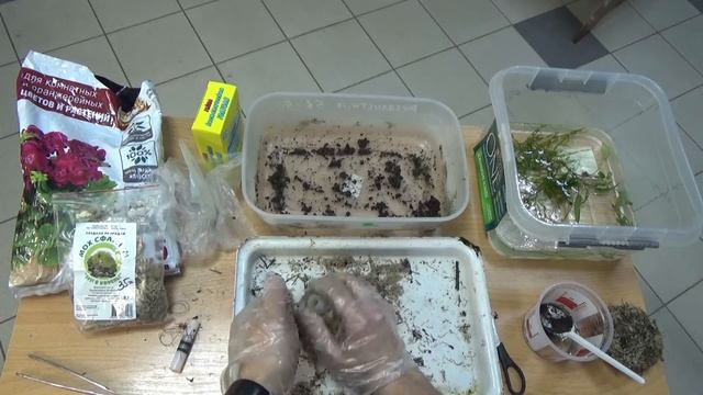 ДЕЛАЮ ПИТАТЕЛЬНЫЕ МОХОВЫЕ КОЧКИ ДЛЯ АКВАРИУМНЫХ РАСТЕНИЙ! ПОДРОБНАЯ ИНСТРУКЦИЯ. ВАБИКУСА. смотреть онлайн