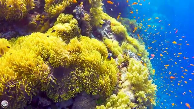 The Ocean 4K - Sea Animals for Relaxation, Beautiful Coral Reef Fish in Aquarium смотреть онлайн