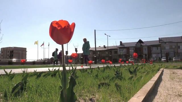 Пора тюльпанов Во дворе гимназии смотреть онлайн