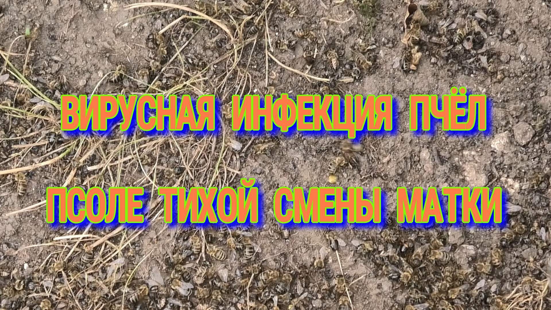 РАСКРЫЛИЦА ИЛИ ОТХОДИТ СТРАЯ ПЧЕЛА смотреть онлайн
