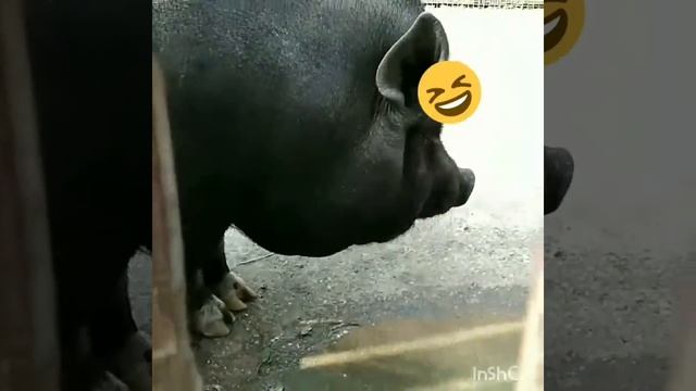 Свин в гостях у Левы ..... ))).mp4 смотреть онлайн