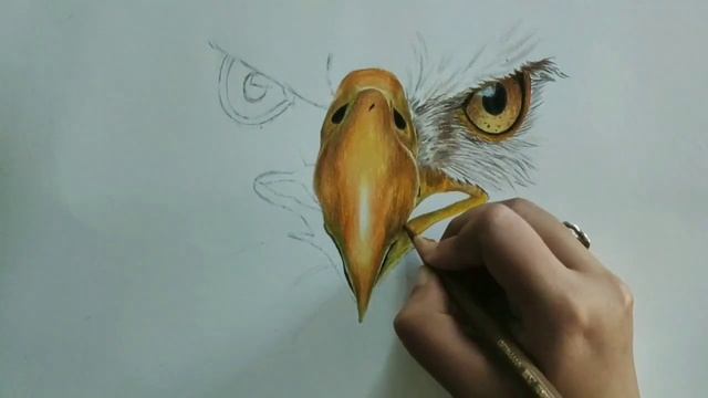 Easy! How to Draw a Bald Eagle Face смотреть онлайн