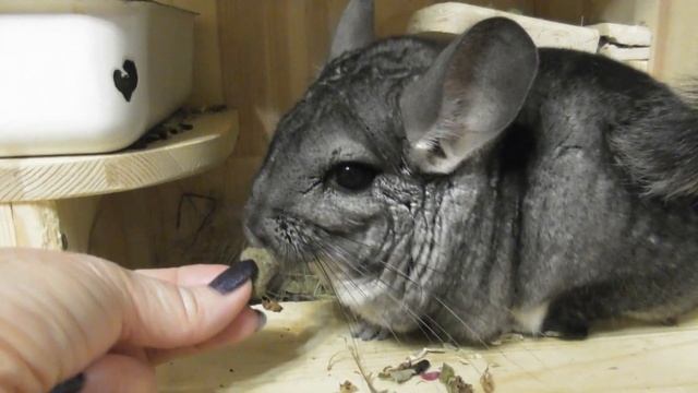 ЧТО ЕДЯТ И ЛЮБЯТ МОИ ШИНШИЛЛЫ смотреть онлайн