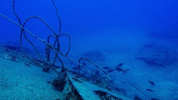 Goldblotch grouper  - חפש - Желтый групер - Στήρα  - INS 'Kidon' Wreck diving