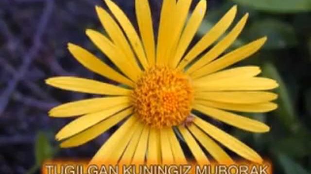 Тугилган куниз билан смотреть онлайн