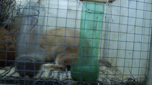 Чпок рыжих смотреть онлайн