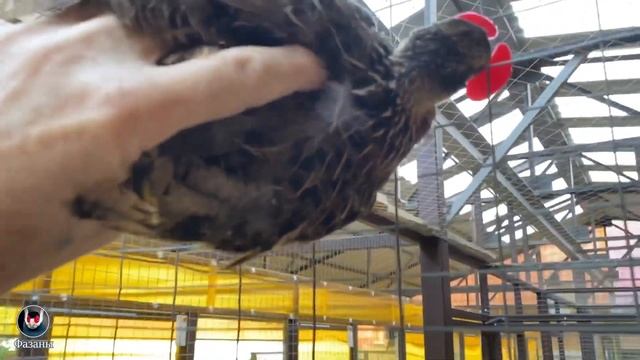 Очки от расклёва. The nicest glasses from biting. смотреть онлайн