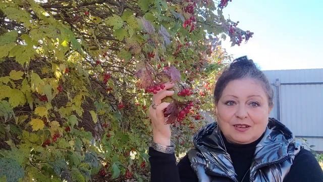Ягода Калина - Целительница! Оберегает Дарит Здоровье и Красоту! смотреть онлайн
