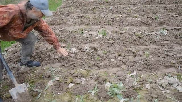 Часть1. Как садят на Урале. Секреты посадки картофеля. Рискованное земледелие. смотреть онлайн