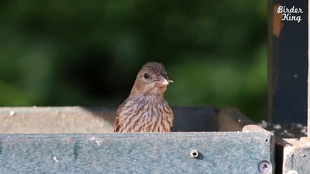Cat TV 2020: 8 Hours - Birds for Cats to Watch, Relax Your Pets, Beautiful Birds, Squirrels. смотреть онлайн
