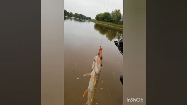 рыбалка река Омь, моё первое видео не судите строго!!!!!!!! смотреть онлайн