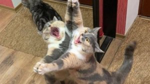 Приколы с животными до слез! Свежие приколы 2024! Приколы с котами и кошечками.