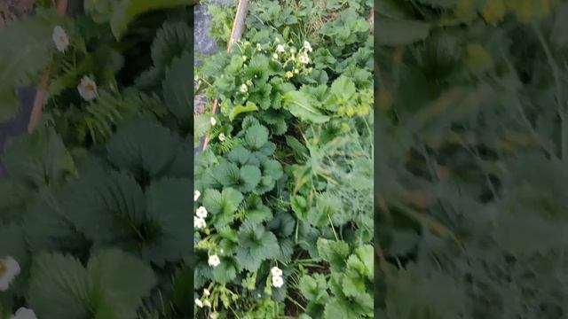 Красная шапочка v2 ??? с агрессивным захватом территории. Вырастил из семян. смотреть онлайн