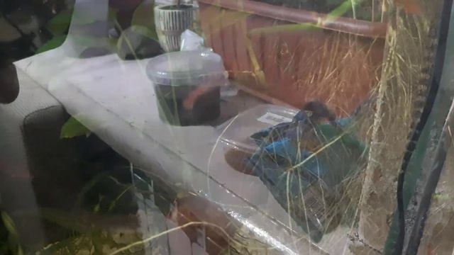 Комнатные цветы в аквариуме смотреть онлайн