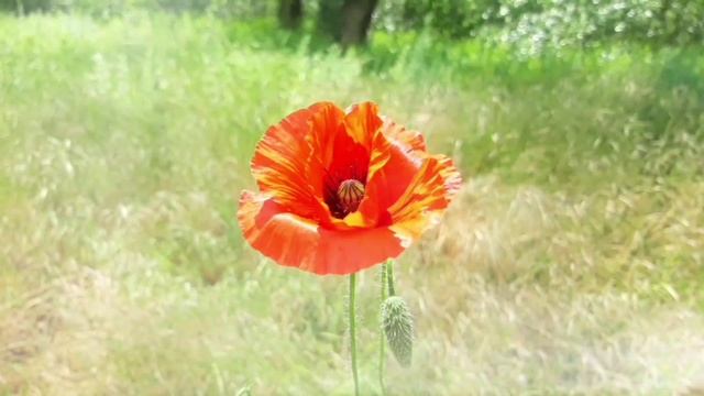 Sensual music for making love. Delicate and attractive. Lucien Shamballani. смотреть онлайн