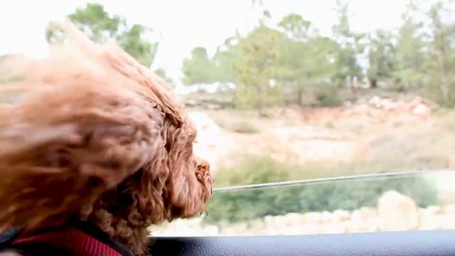 Сказки о Животных