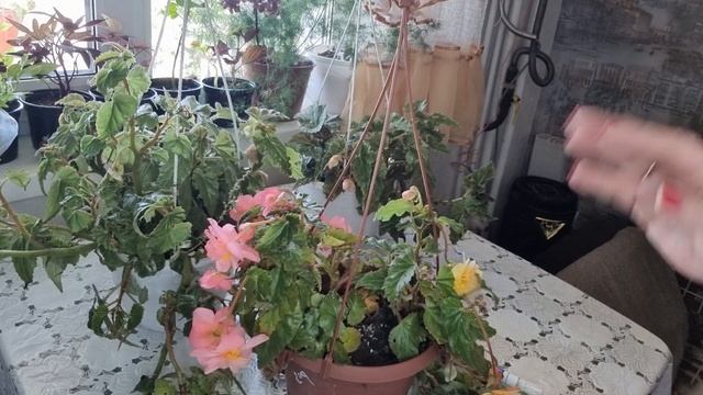 Как сохранить беликонию для следующего сезона.И ухаживать зимой смотреть онлайн