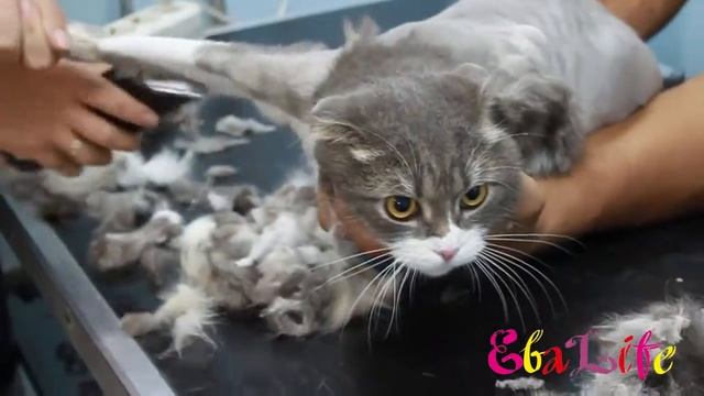 ЕваLife - Стрижка кота Феликса в салоне красоты смотреть онлайн