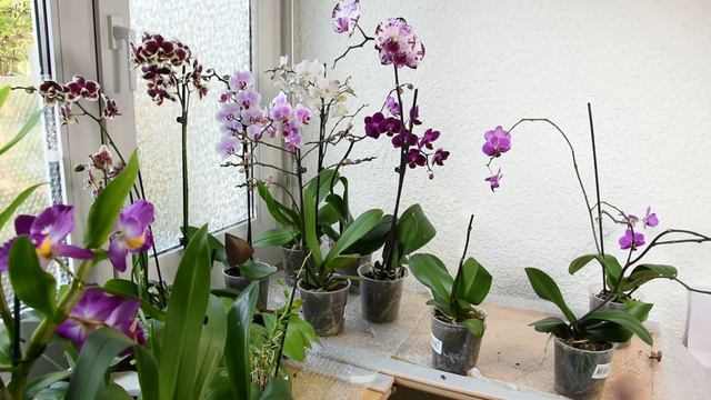 Orchideen richtig pflegen: Bernd's Top-Tipps! смотреть онлайн