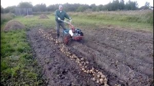Картофелекопалка ККМ-1 в работе, на мотоблоке ЗИД «Фаворит»