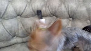 Натуральное питание йорка. Чем кормить йорка на натуральном питании? 7 вопросов. Часть 1.