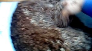 КАК ВЫРАЩИВАТЬ, РАЗМНОЖАТЬ ЛИПУ, СЕМЕННОЕ РАЗМНОЖЕНИЕ,С ЧЕГО НАЧАТЬ.СТРАТИФИКАЦИЯ СЕМЯН,ЧАСТЬ ПЕРВА