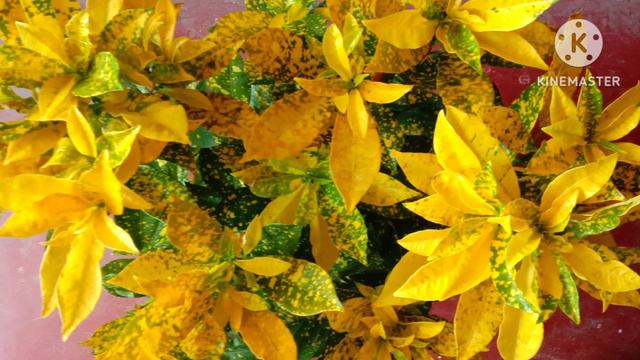 Croton Plant /Care & Maintenance/ Tamil/Chithraj Garden смотреть онлайн