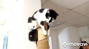 Котокафе «Мяу» Екатеринбург