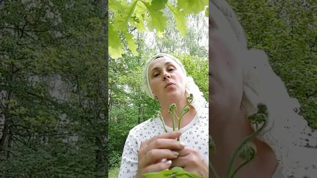 Тонкости заготовки папоротника Орляка смотреть онлайн