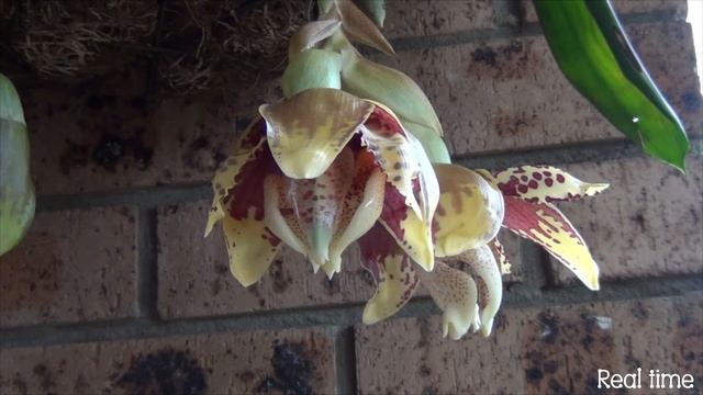 ORCHID STANHOPEA TIGRINA - Flowering смотреть онлайн