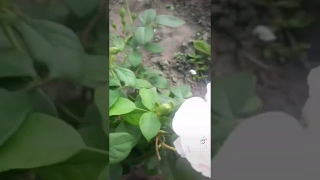 Роза Дездемона смотреть онлайн