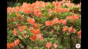 Кустарники для сада, зимостойкие.