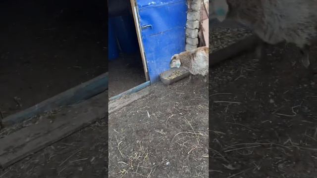 Третье ухо к кота,видели подобное? смотреть онлайн