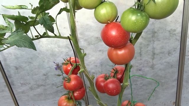 Очень интересно, сравнительная характеристика двух гибридов томатов. ДЖИ-ТИ-ИР и ПИНК ПАРАДАЙЗ. смотреть онлайн