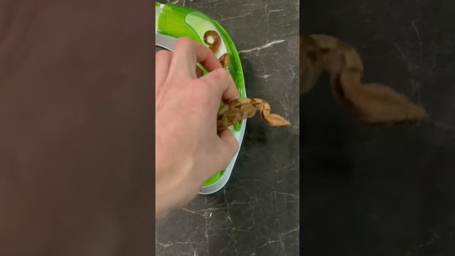 Змея заползла в игрушку для КОТА!!!Змея заползла в игрушку для КОТА!!! смотреть онлайн
