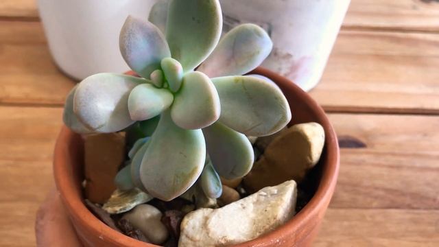 ?suculenta  Moonstones Pachyphytum Oviferum Riego +propagación?