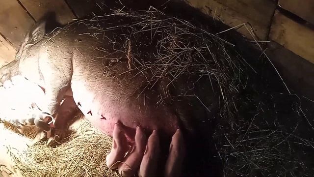 опрос зимой, пятнистые поросятки, поросята с сережками ?