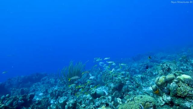 Underwater World 4K - Incredible Colorful Ocean Life With Relaxing Music, Marine Life - 4K VIDEO HD