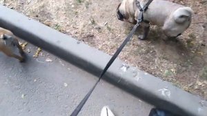 Как Французский бульдог и Мопс  ходили за хлебом // Кошачье семейство