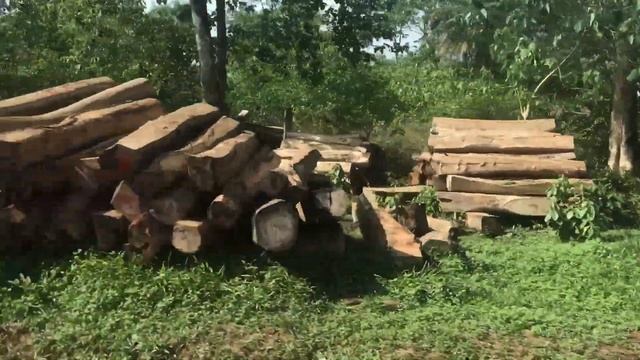 TIMBER LOGGING: STOP KILLING THE FOREST смотреть онлайн