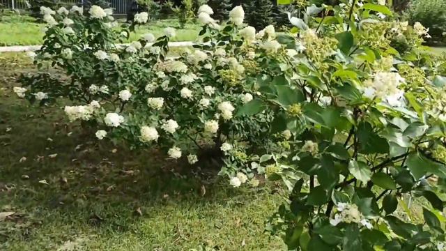 Шуфутинов день. 3 сентября. смотреть онлайн