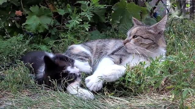 Кошки. Приметы и суеверия смотреть онлайн